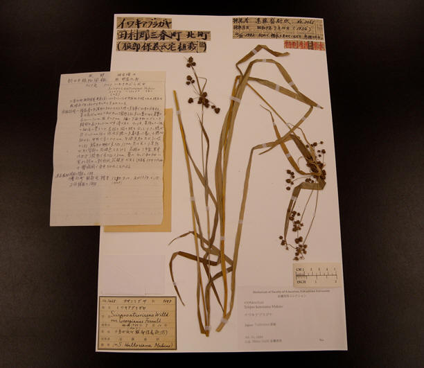 イワキアブラガヤ