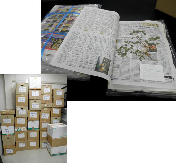 桜井コレクション