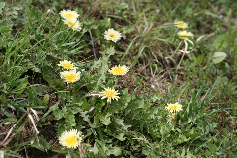 タンポポ of 塘研究室