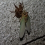 アブラゼミ羽化.JPG